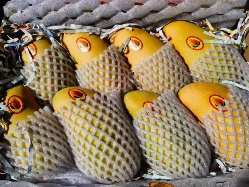 海南三亚高山金煌芒