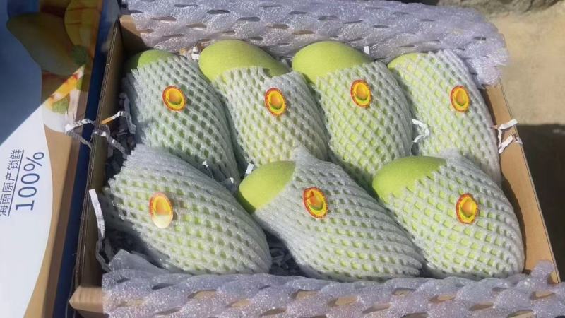 海南三亚高山金煌芒