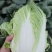 广西大白菜