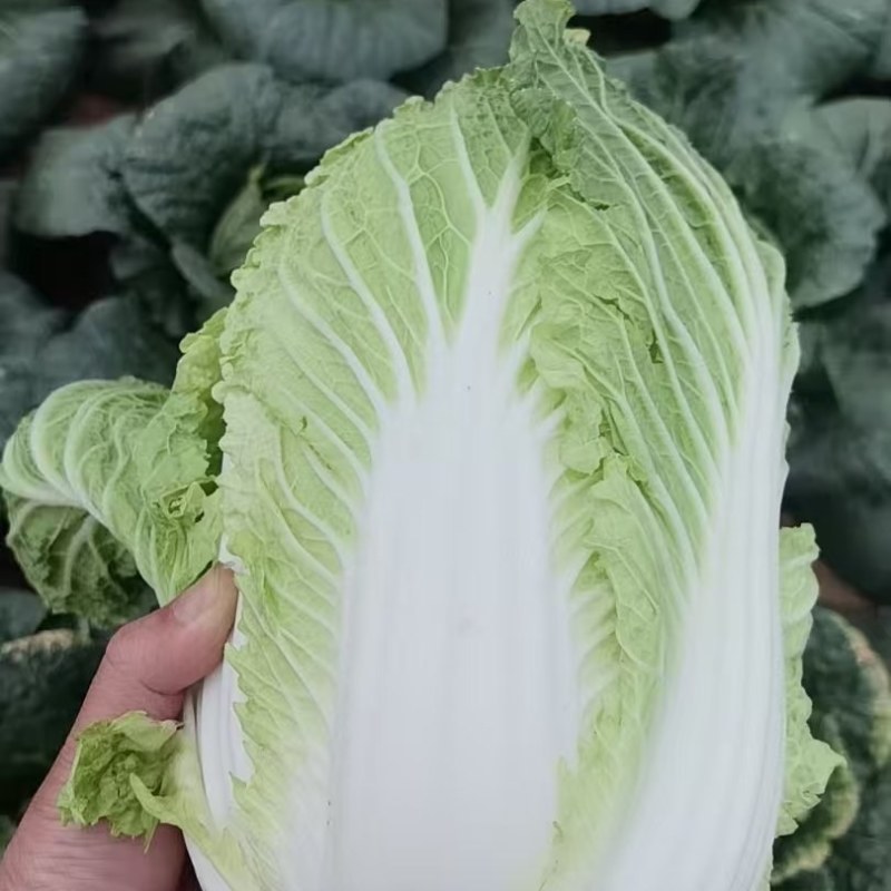 广西大白菜