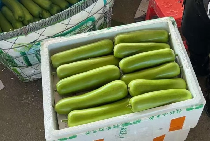 广西，广东瓠瓜长浦瓜，胡瓜，白瓜，一手货