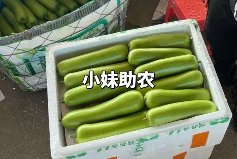 广西，广东瓠瓜长浦瓜，胡瓜，白瓜，一手货