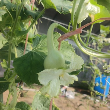 小如意，小扣，8字扣，各种文玩葫芦