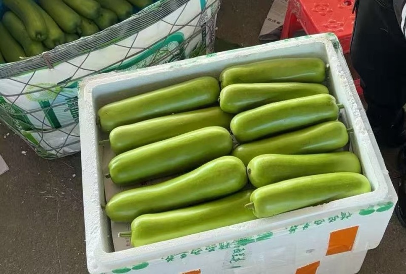 广西，广东瓠瓜长浦瓜，胡瓜，白瓜，一手货