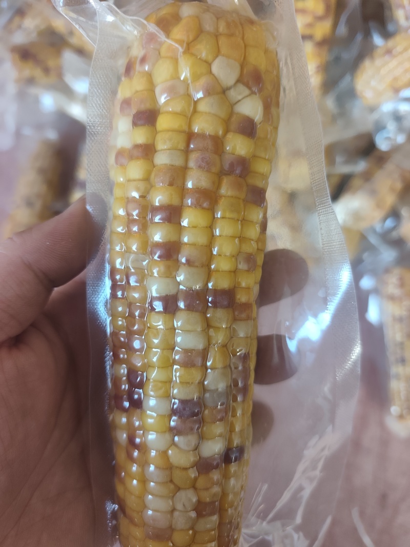 内蒙古兴安盟黏玉米
