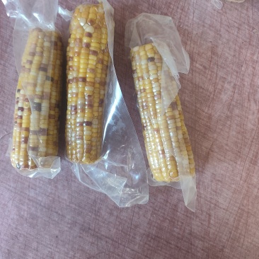 内蒙古兴安盟黏玉米