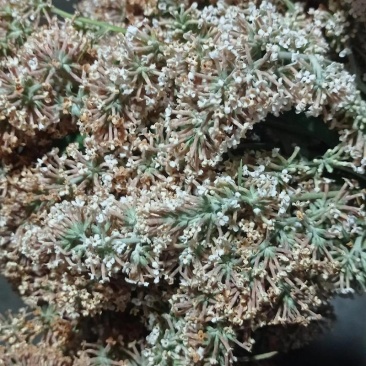 密蒙花