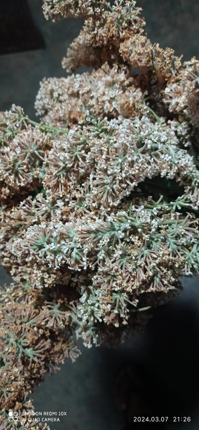 密蒙花