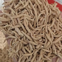 贵州太子参中药材产地直供货源充足可视频看货欢迎致电