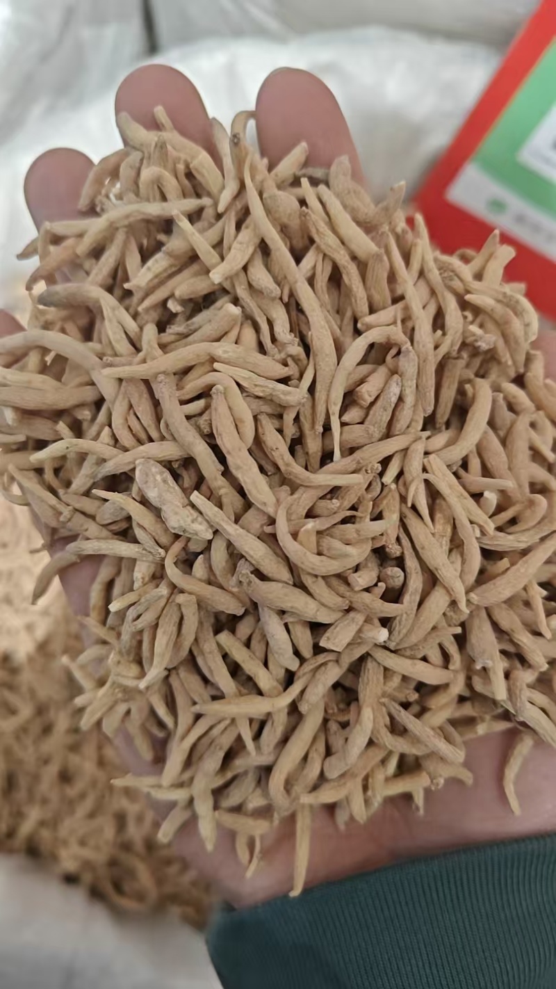 贵州太子参中药材产地直供货源充足可视频看货欢迎致电