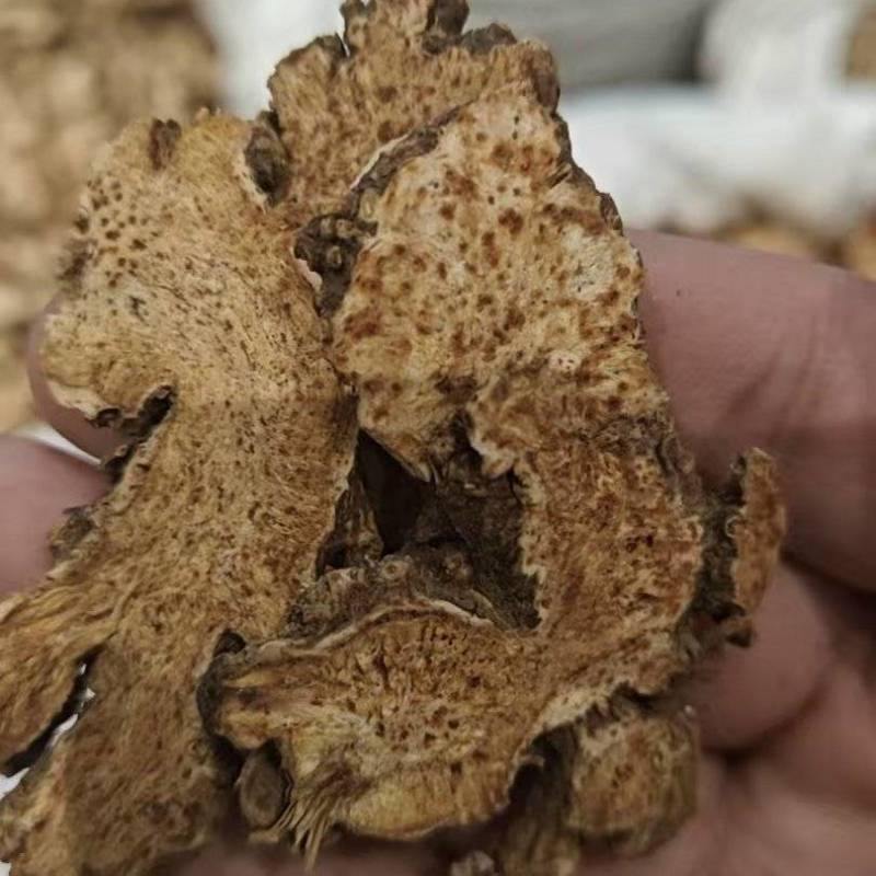 内蒙苍术中药材产地直发货源充足可视频看货欢迎下单