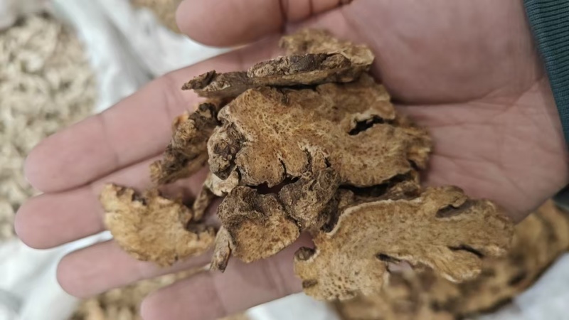 内蒙苍术中药材产地直发货源充足可视频看货欢迎下单