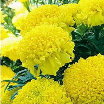 清明节专用大黄菊万寿菊，/基地直发/