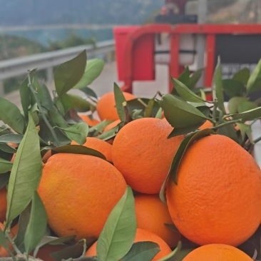 奉节脐橙价格可以谈