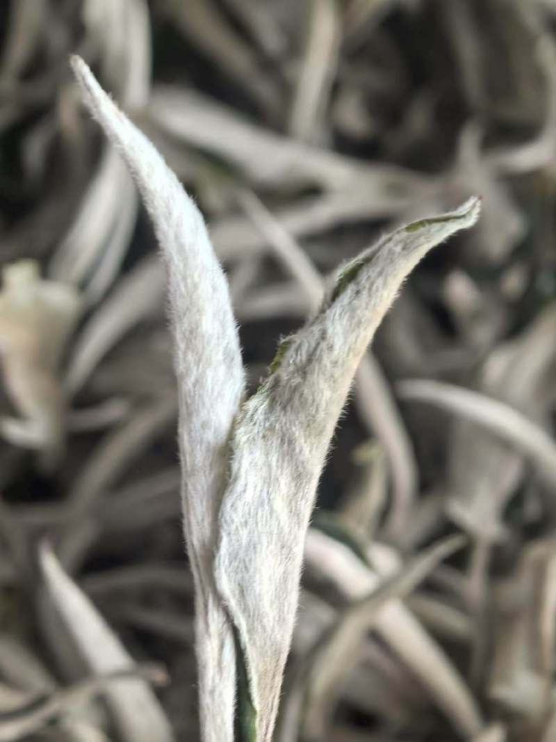 月光白