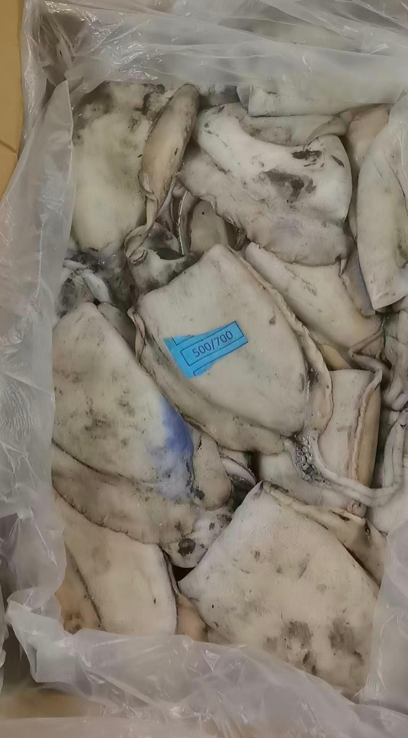 塞内加尔笼捕/网捕墨鱼，一手货源多仓发货，长期稳定现货