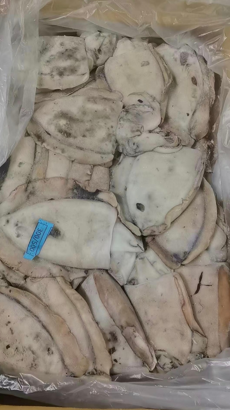 塞内加尔笼捕/网捕墨鱼，一手货源多仓发货，长期稳定现货