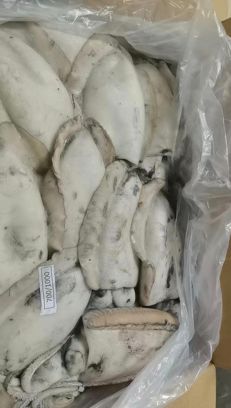 塞内加尔笼捕/网捕墨鱼，一手货源多仓发货，长期稳定现货