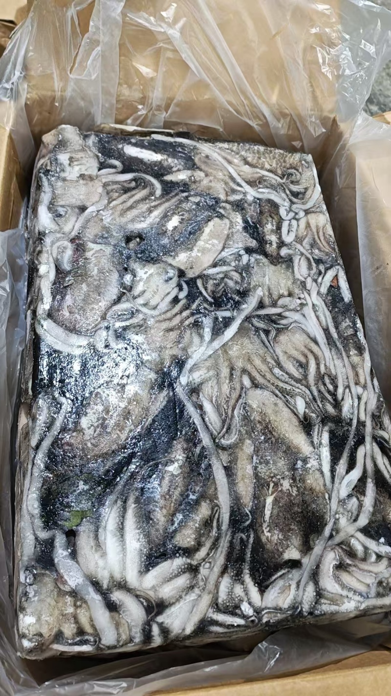 塞内加尔笼捕/网捕墨鱼，一手货源多仓发货，长期稳定现货