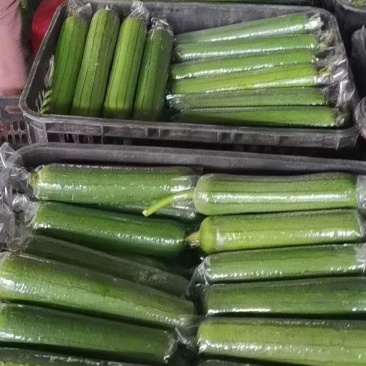 广东产地油皮丝瓜，香丝瓜，水瓜