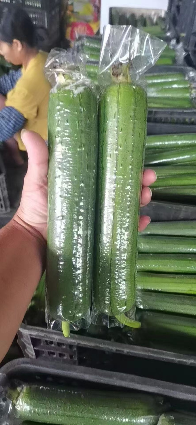 广东产地油皮丝瓜，香丝瓜，水瓜