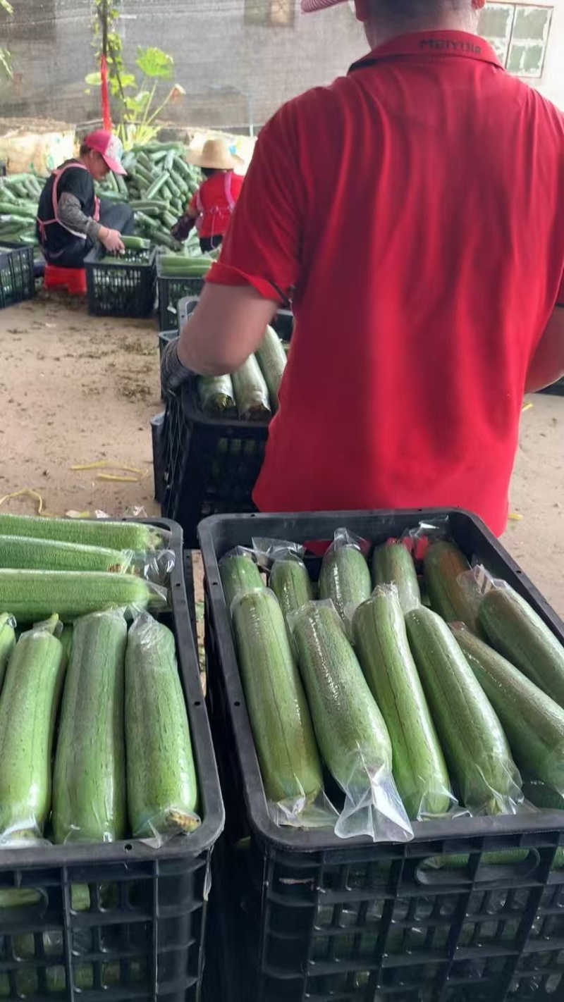 广东产地油皮丝瓜，香丝瓜，水瓜