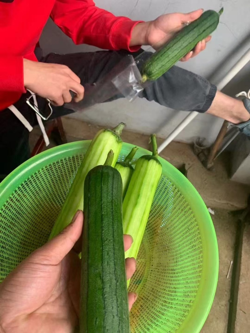 广东产地油皮丝瓜，香丝瓜，水瓜
