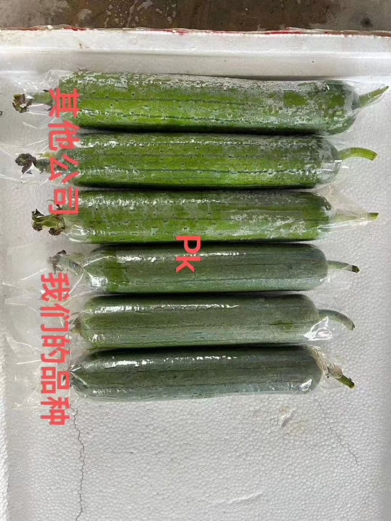 广东产地油皮丝瓜，香丝瓜，水瓜