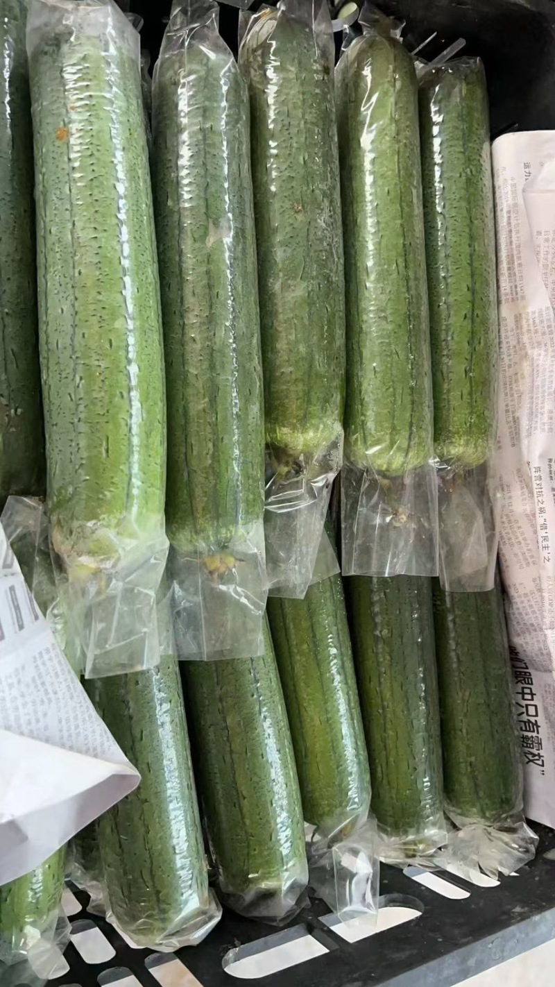 广东产地油皮丝瓜，香丝瓜，水瓜