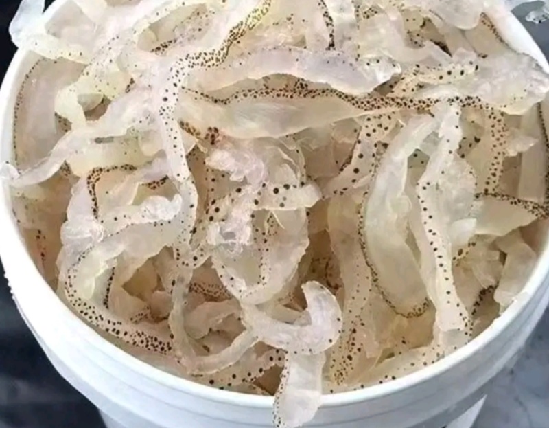 精品珊瑚海蜇丝一手货源常年供应全国发货可视频看货