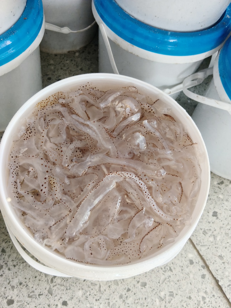 精品珊瑚海蜇丝一手货源常年供应全国发货可视频看货