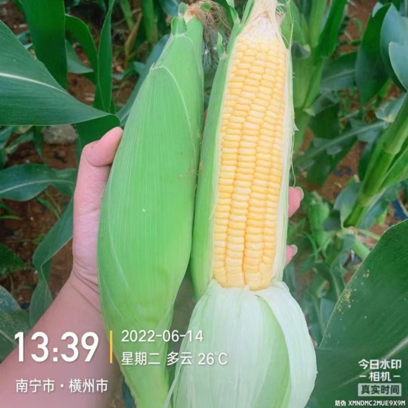 广西鲜食玉米，甜玉米，产地一手货源