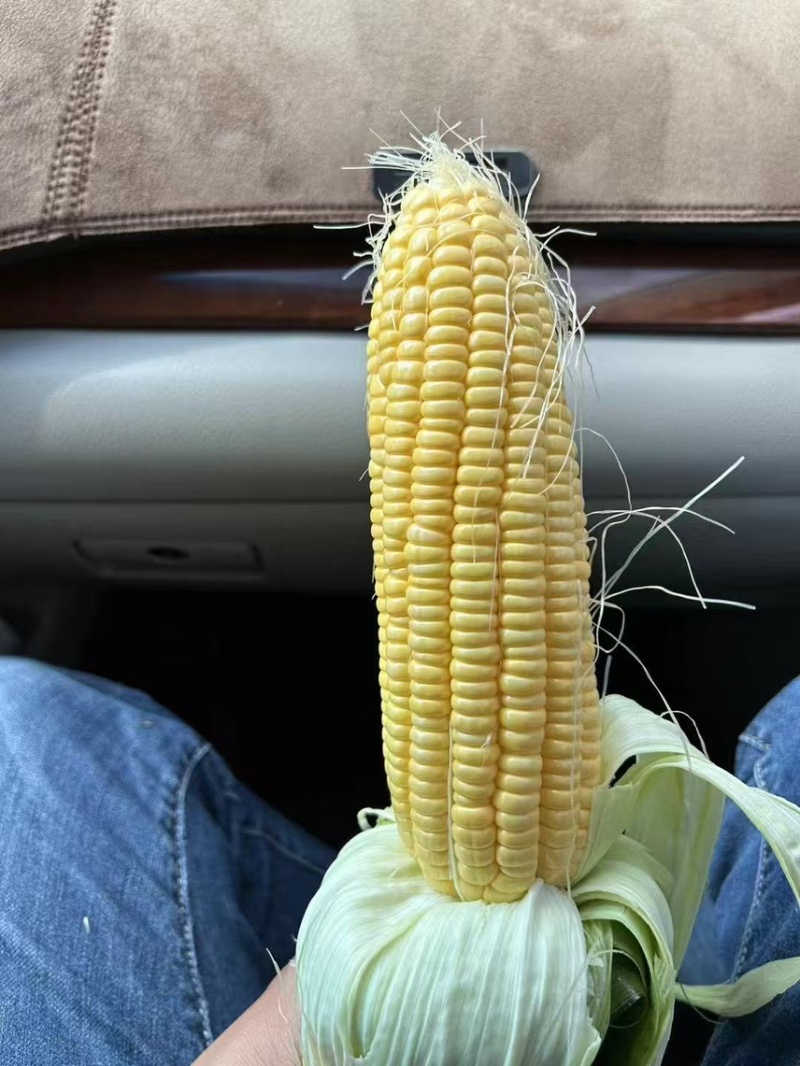 广西鲜食玉米，甜玉米，产地一手货源