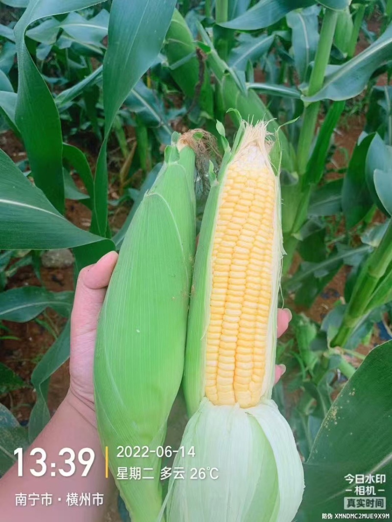 广西鲜食玉米，甜玉米，产地一手货源