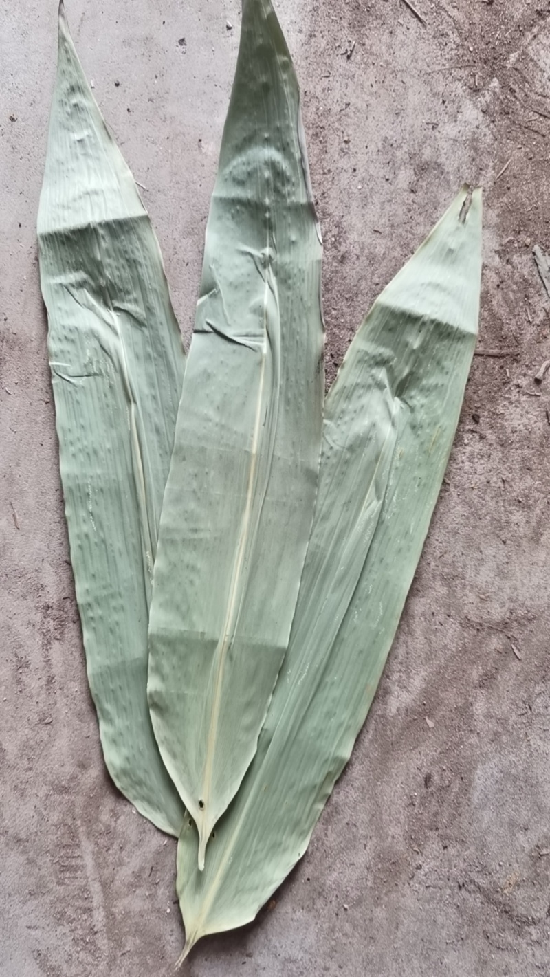 精选叶6—9公分，已售完