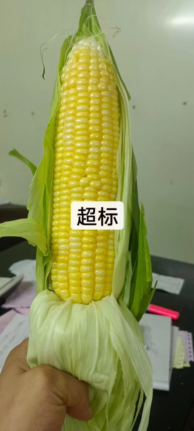 广西鲜食玉米，甜玉米，产地一手货源