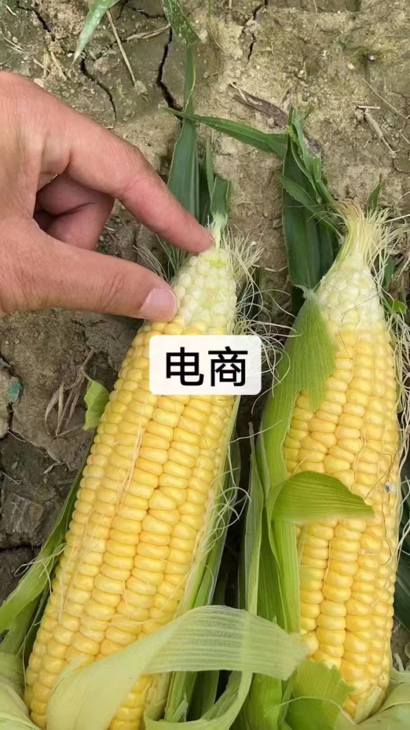 广西鲜食玉米，甜玉米，产地一手货源