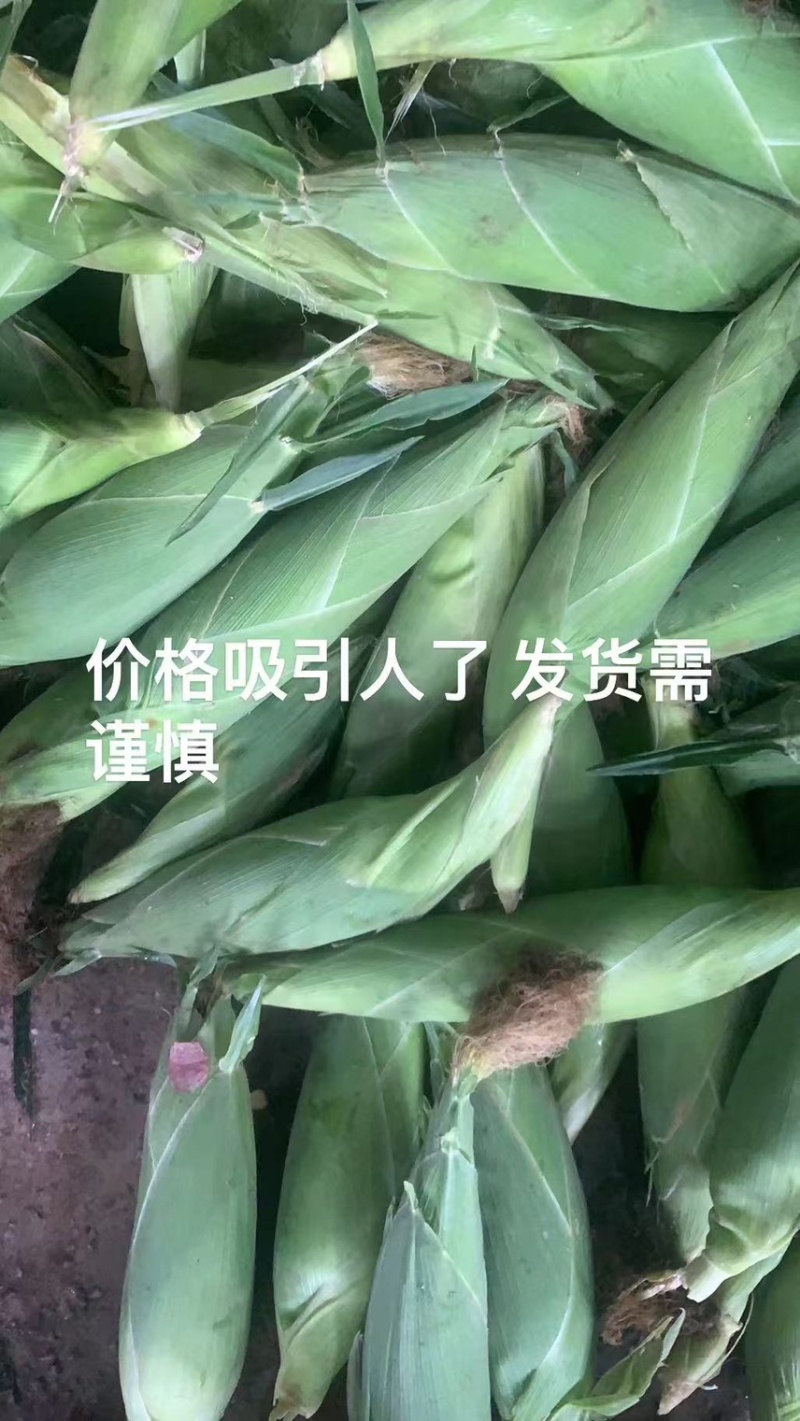 广西鲜食玉米，甜玉米，产地一手货源