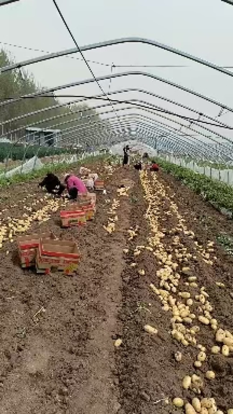 荷兰土豆产地直发货源充足量大从优可供商超市场