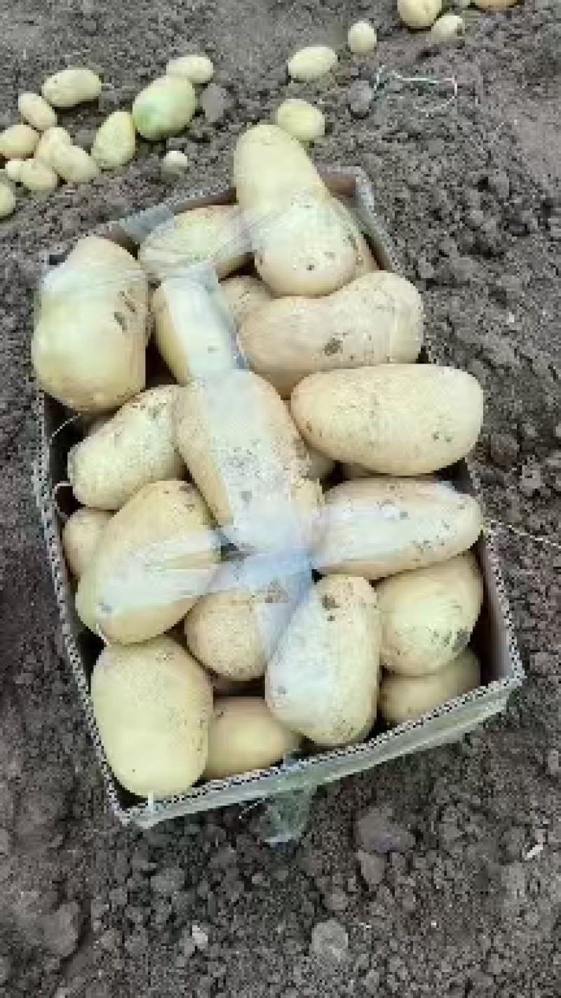 荷兰土豆产地直发货源充足量大从优可供商超市场