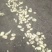 荷兰土豆产地直发货源充足量大从优可供商超市场