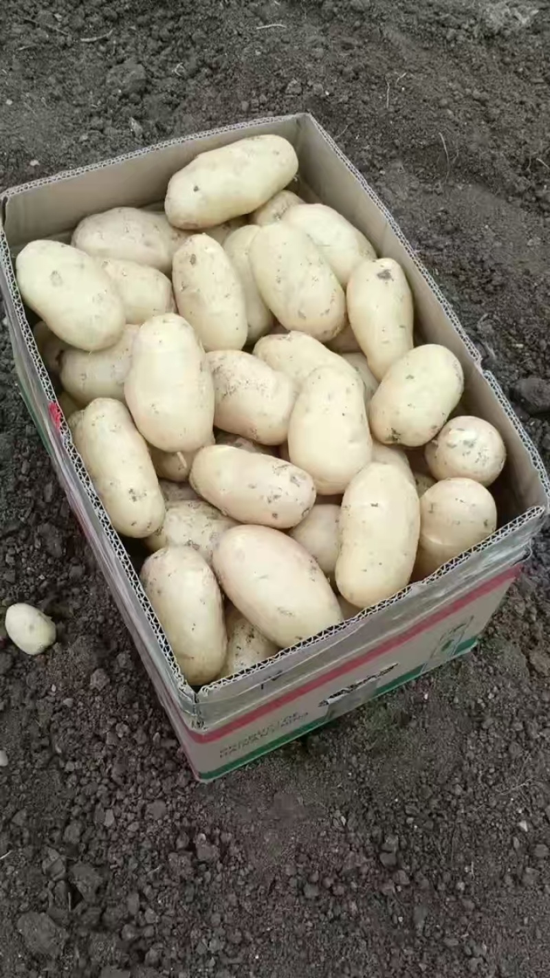 荷兰土豆产地直发货源充足量大从优可供商超市场