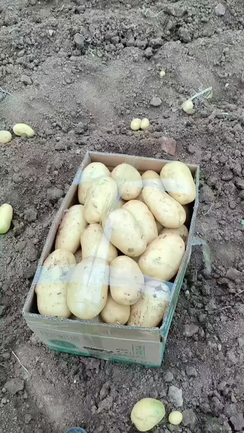 荷兰土豆产地直发货源充足量大从优可供商超市场