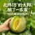 哈密瓜产地一手货源，量大优惠，对接全国市场，电商平台