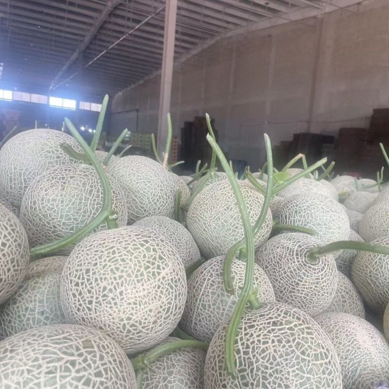 精选玫珑蜜瓜，产地一手货源，量大优惠，对接全国市场