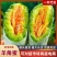 包邮山东羊角蜜电商一件代发，支持全平台代发，价格美丽