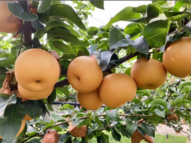 秋月梨山东秋月梨甘甜化渣高糖度清脆可口规格