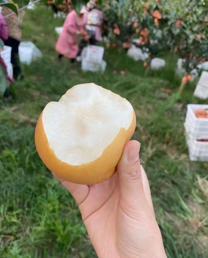 秋月梨山东秋月梨甘甜化渣高糖度清脆可口规格