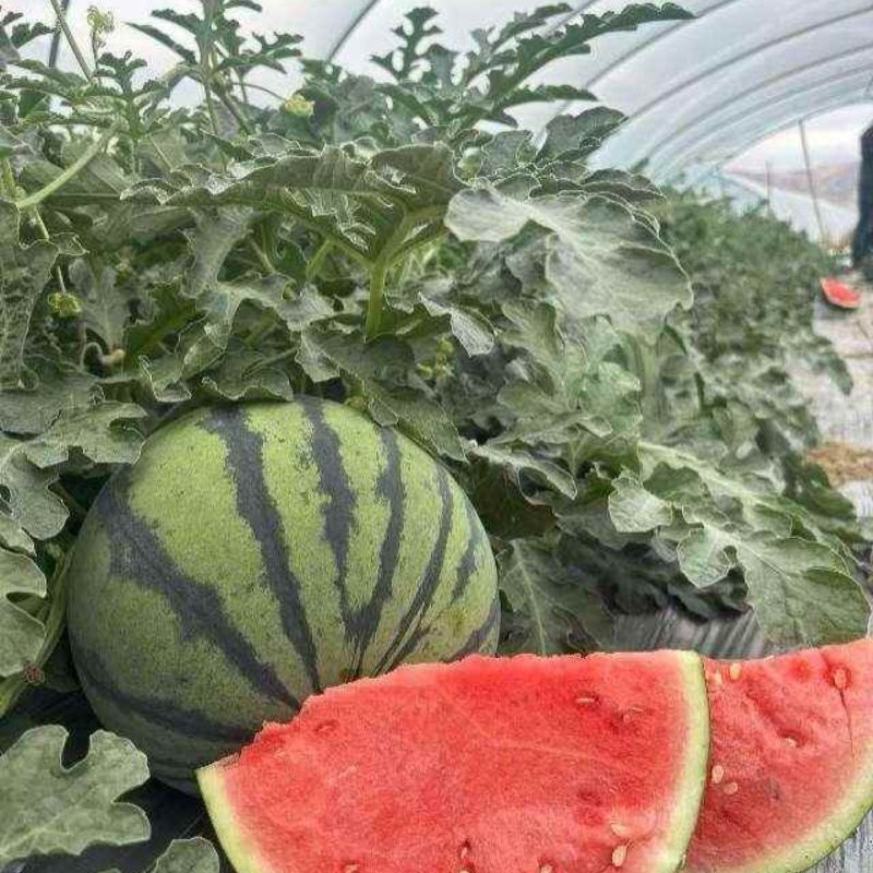 【大量上市】甜王精品甜王皮薄大红瓤皮毛靓个大饱满特甜
