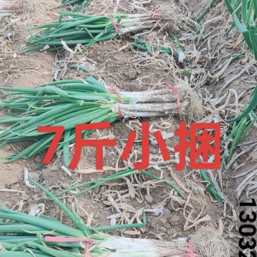 长白大葱毛货产地直发杆子硬并有专业团队为你服务